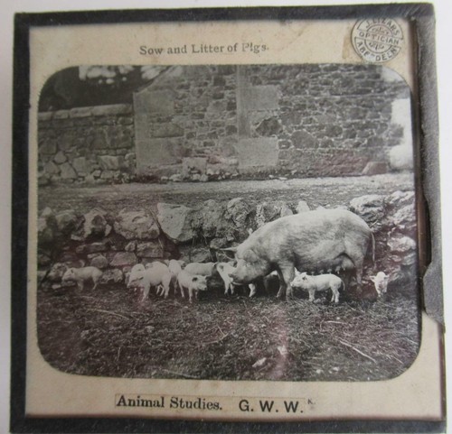 Pigs sow piglets magic - pigs,